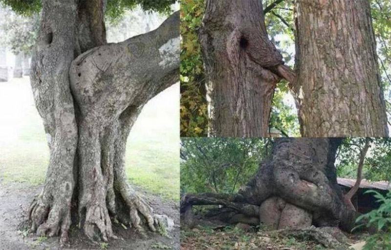 tư thế quan hệ minh họa