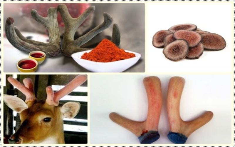 thành phần thuốc chữa yếu sinh lý nam