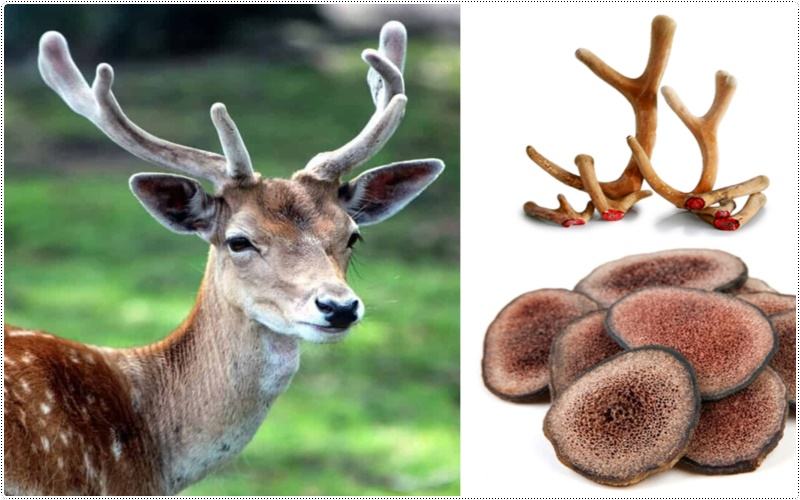 lộc nhung hươu trị rối loạn cương dương