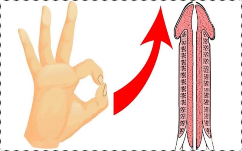 tăng chu vi cậu nhỏ