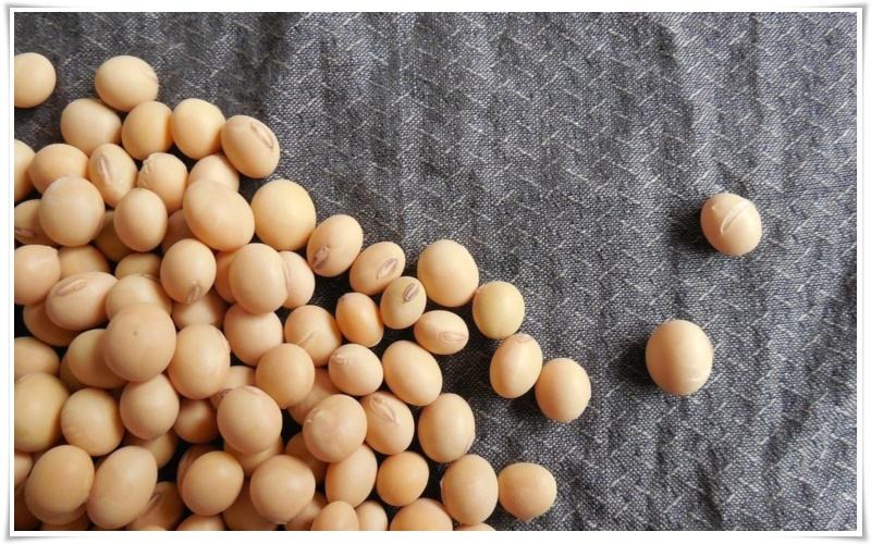 đậu nành giúp tăng vòng 1