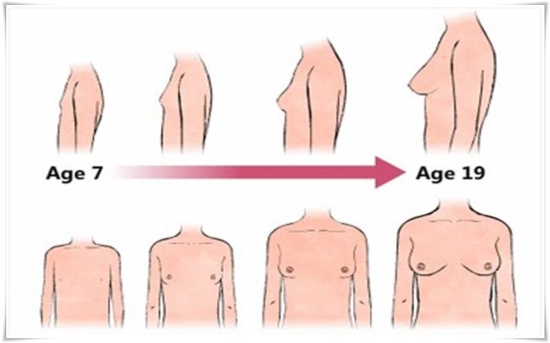 quá trình ngực phát triển