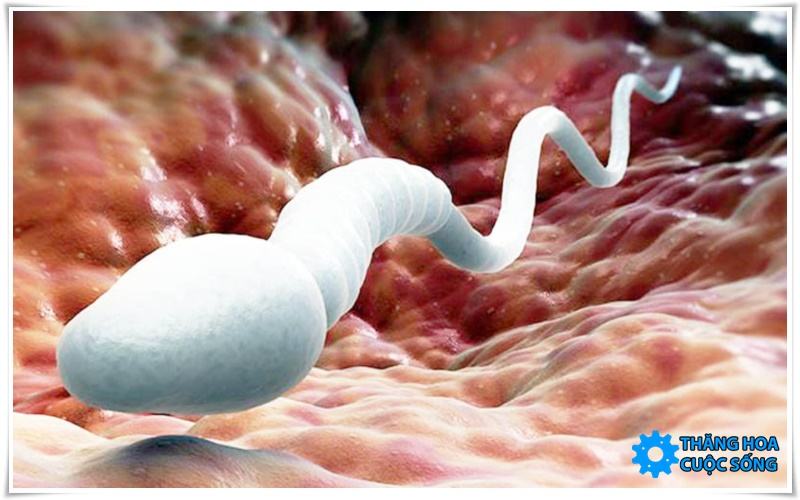 tinh trùng y sống được bao lâu