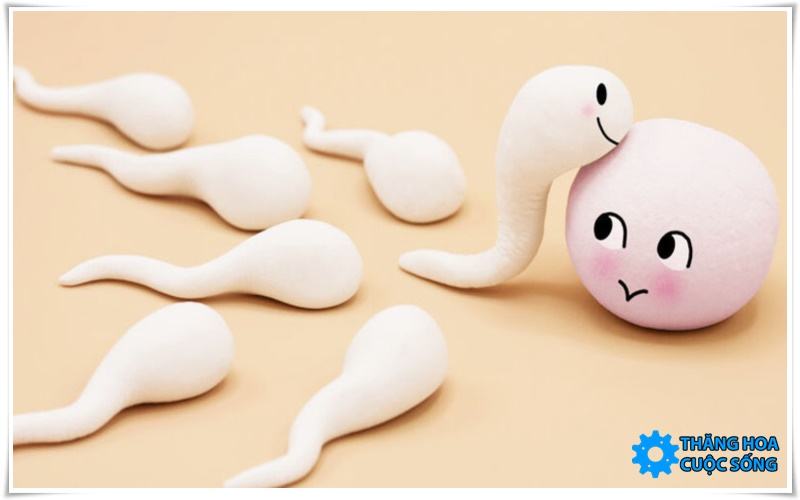 Tinh trùng sống được bao lâu