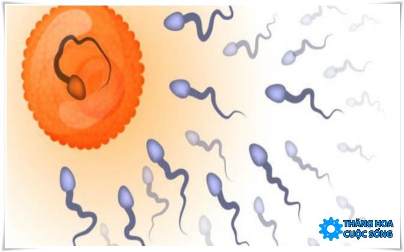 Tinh trùng sống trong cổ tử cung