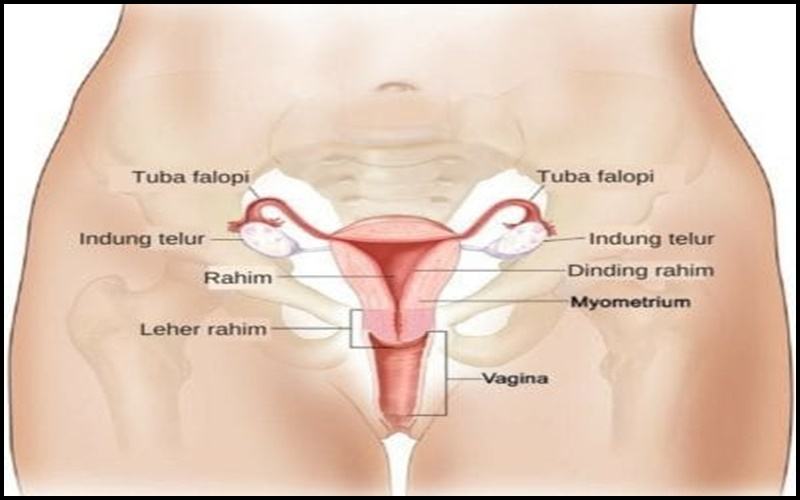 quan hệ có chạm vào cổ tử cung không