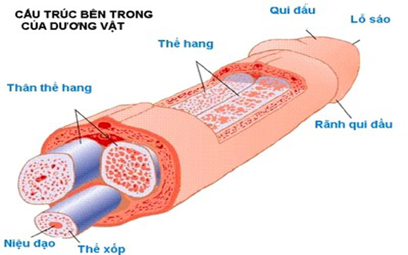 dương vật gãy