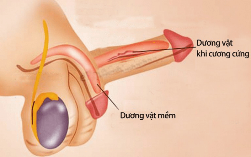 phát triển dương vật