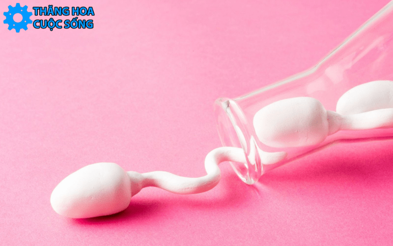 Ăn gì để tinh trùng khỏe mạnh