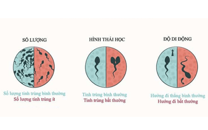 an-gi-tot-cho-tinh-trung