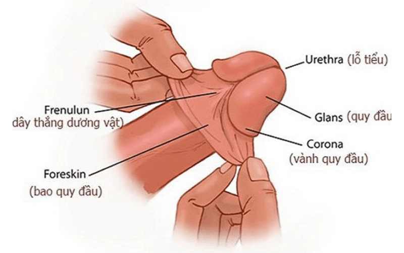 tự lột bao quy đầu có đau không