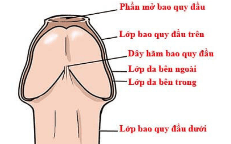 Hướng dẫn cách bóc bao quy đầu tại nhà nhanh, không đau