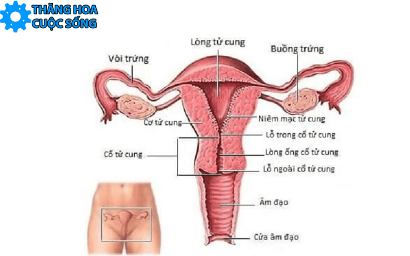 cấu tạo bộ phận sinh dục nữ