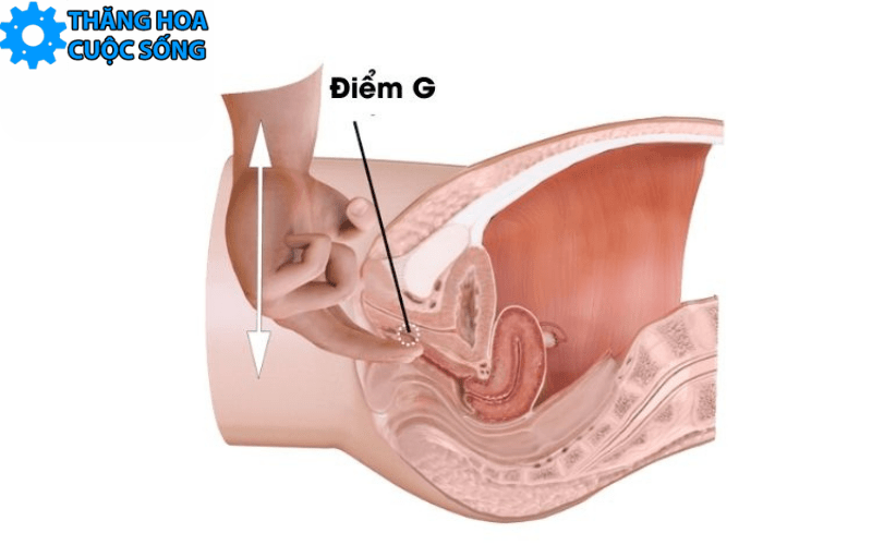 hình ảnh bộ phận sinh dục nữ