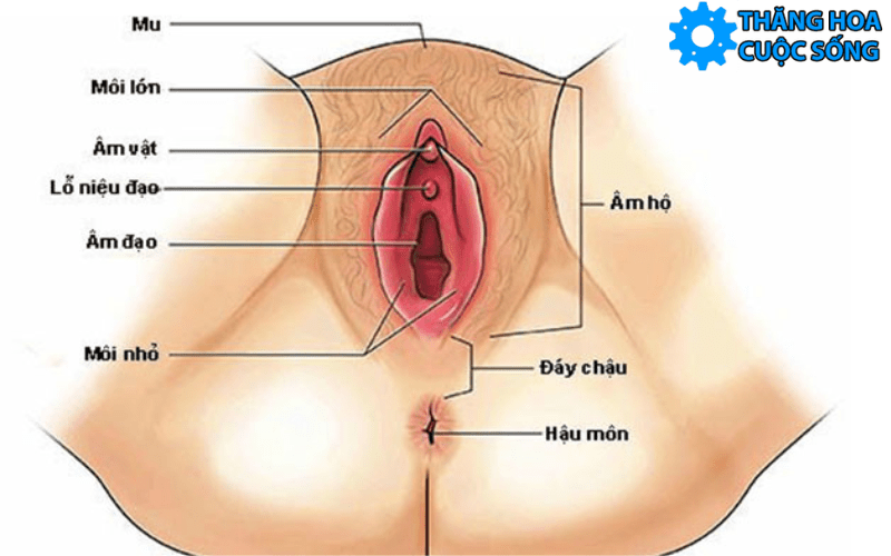 cấu tạo bộ phận sinh dục nữ