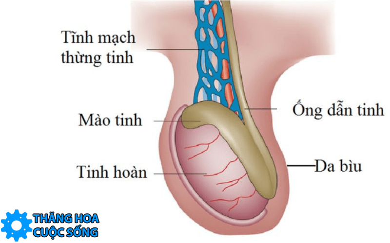xuất tinh có máu do giãn tĩnh mạch thừng tinh