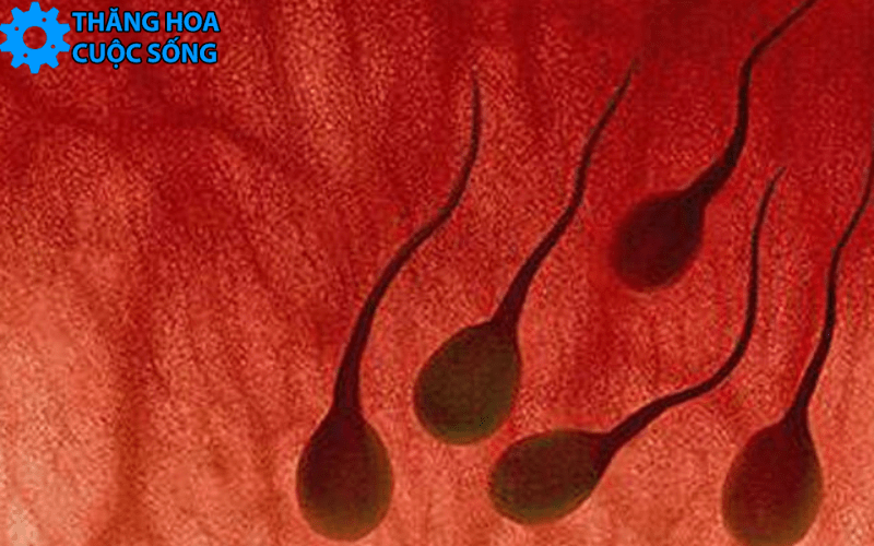 Xuất tinh ra máu là gì