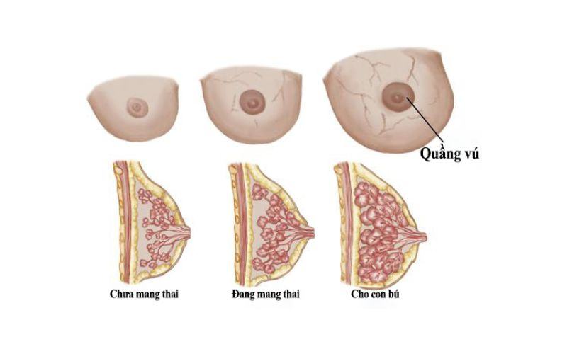 Hình ảnh nhũ hoa khi mới mang thai