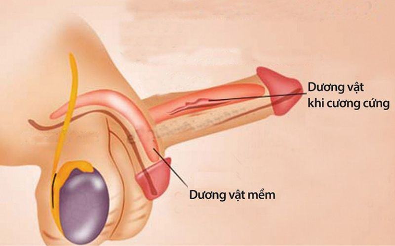 Tăng kích thước dương vật với Gel Maxisize Extra