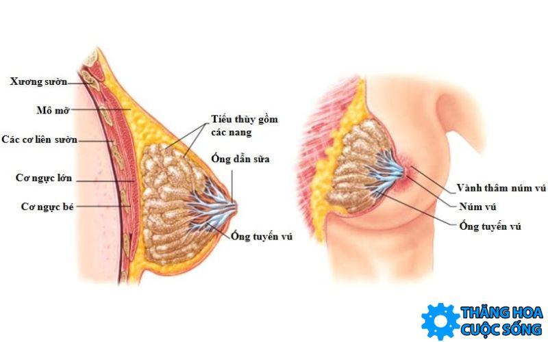Cấu tạo nhũ hoa