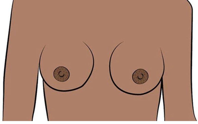 Hình ảnh nhũ hoa bình thường