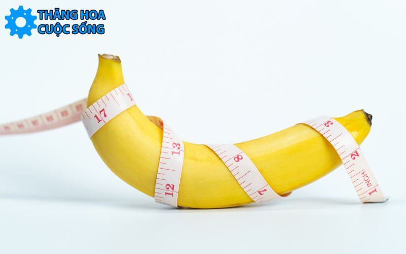 đường kính trung bình của cậu nhỏ Việt Nam